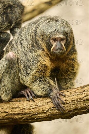 White-faced saki