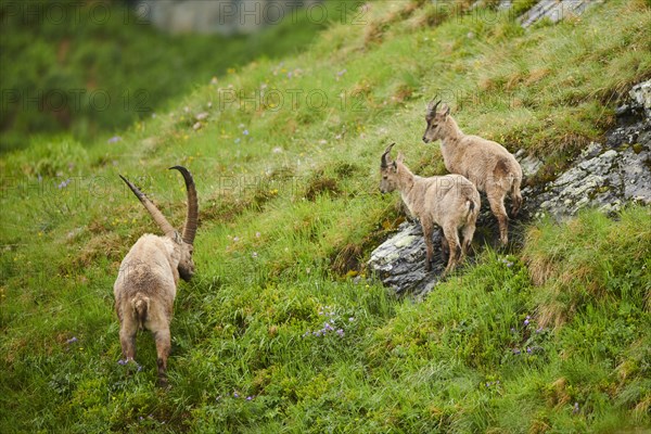 Alpine ibex