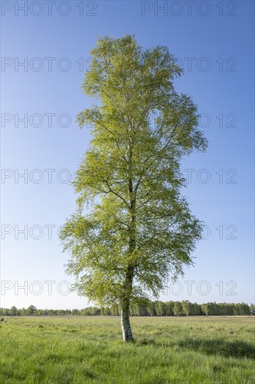 Downy birch