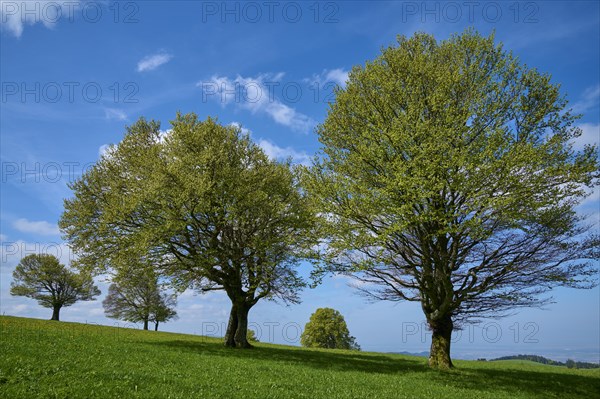 Wind beeches in spring