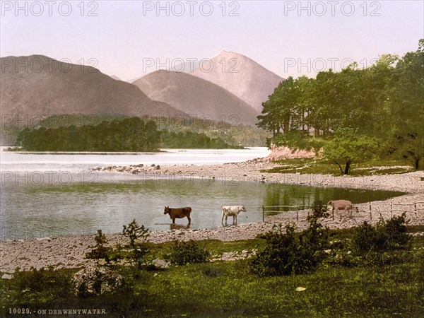 Cows at Derwentwater