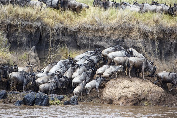 Wildebeest