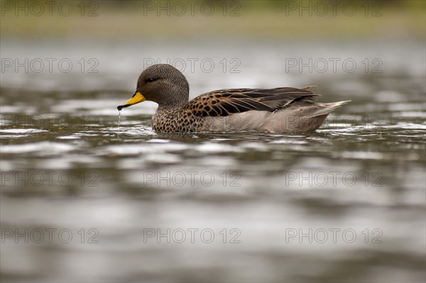 Brown-headed duck