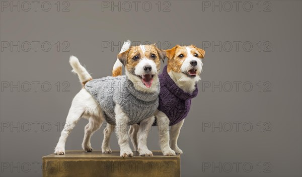 Two charming Jack Russell posing in the studio in warm sweaters.