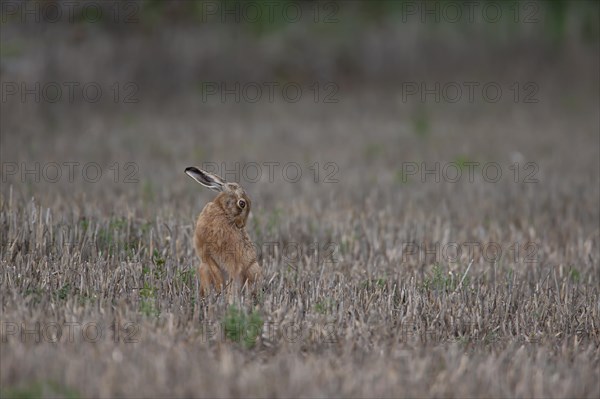 European brown hare