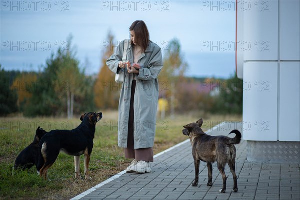 Young woman volunteer feeding a family of stray dogs on the street