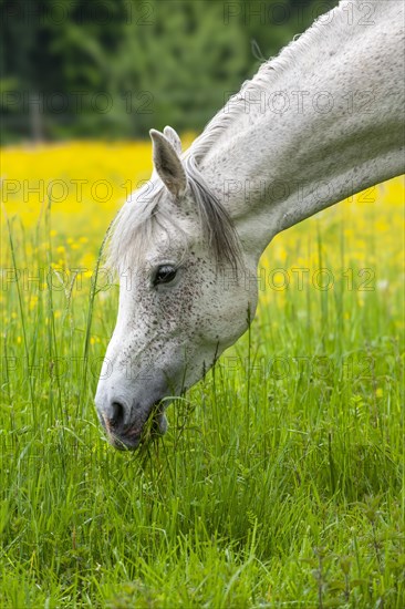 White horse feeding on a flower meadow