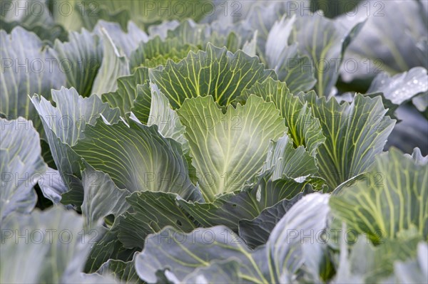 White cabbage