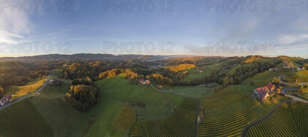 Aerial view of vineyards in the morning light