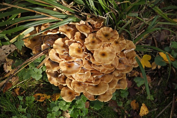 Ringless honey fungus