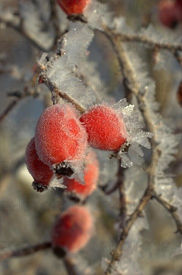 Rosehip fruit of the dog rose