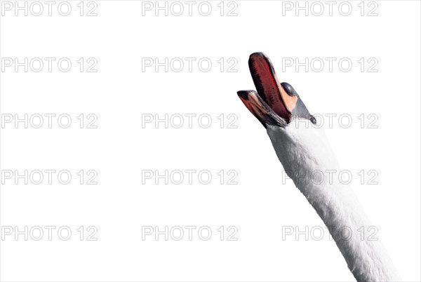 Portrait of a swan who screams on a white background. Hot News Concept.