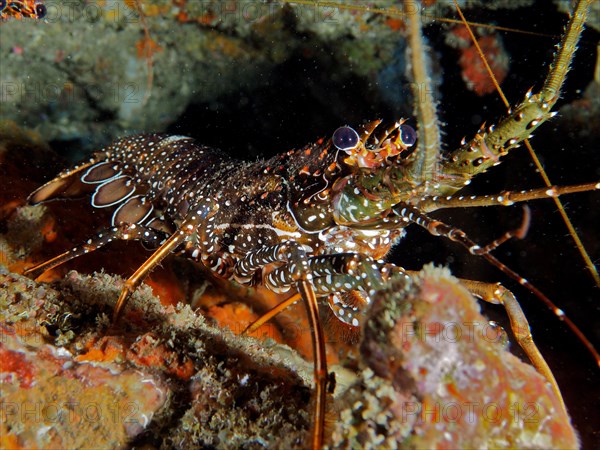 Guinea chick crayfish