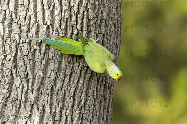 Rose-ringed parakeet