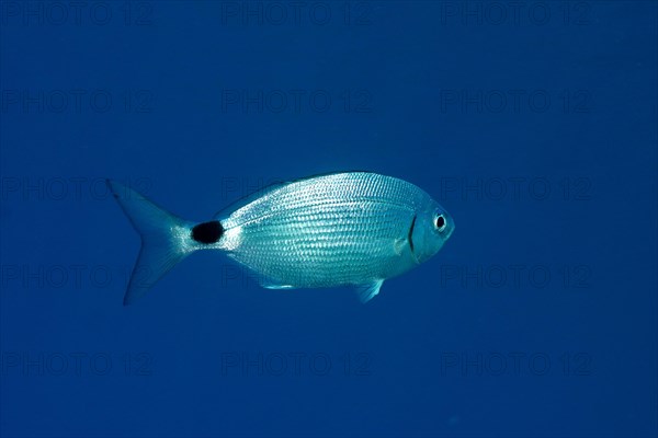 Banded seabream