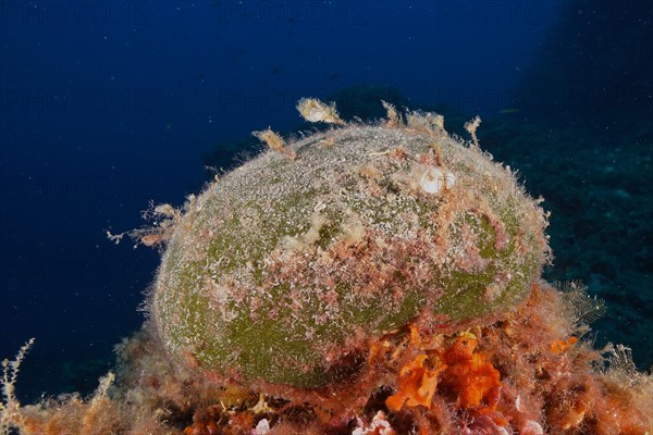 Sea ball