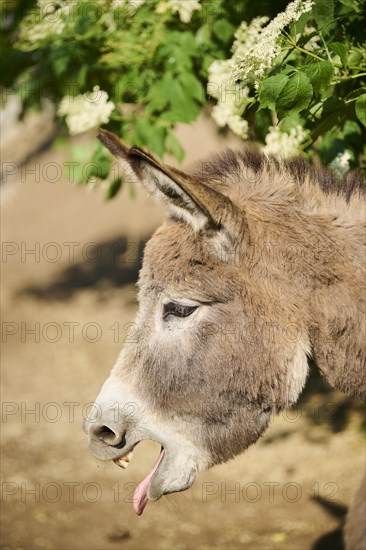 Donkey