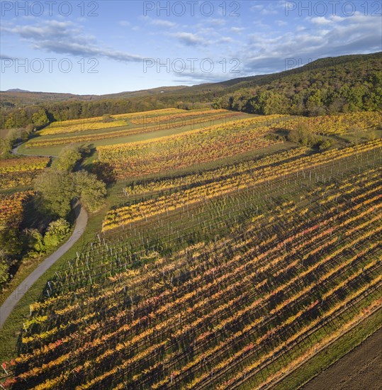 Aerial view of autumn vineyards