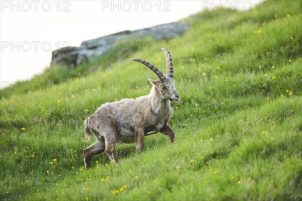 Alpine ibex