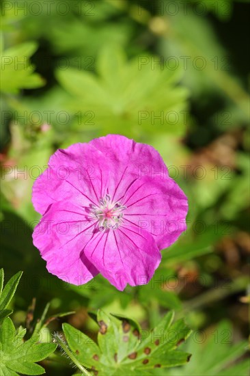 Bloody cranesbill