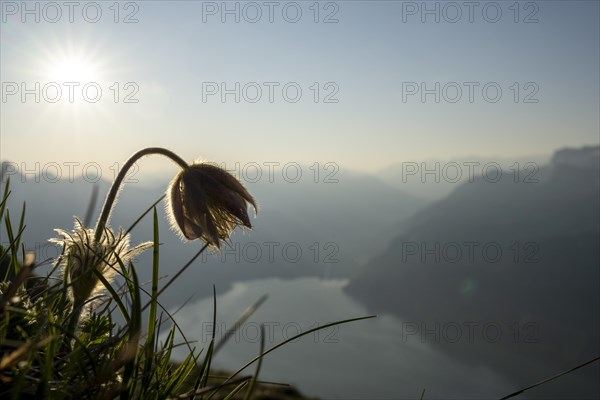 Alpine pasqueflower