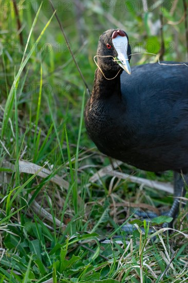 Common coot