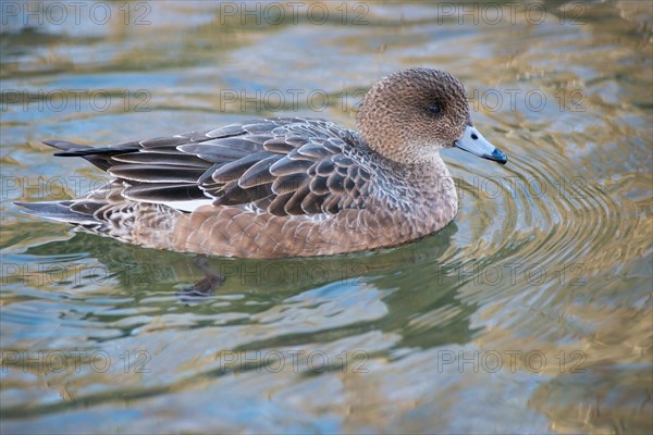 Mandarin duck