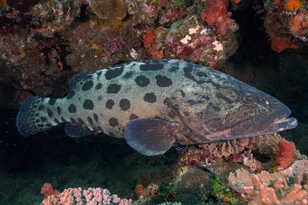 Potato grouper