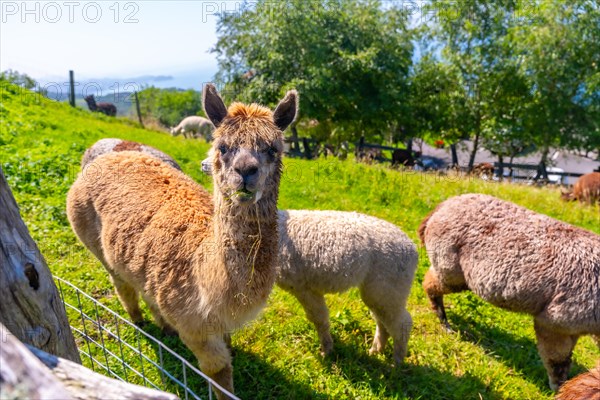 Portraits on a farm of Alpacas