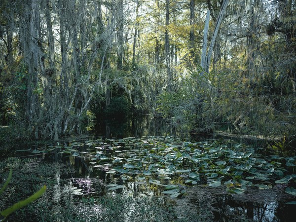 Mangrove forest