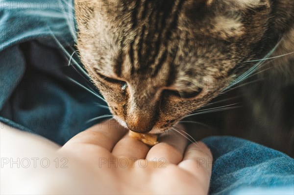 Portrait of a bengal cat. Suppuration of the eye. Conjunctivitis medication concept.