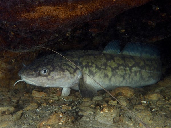 Burbot