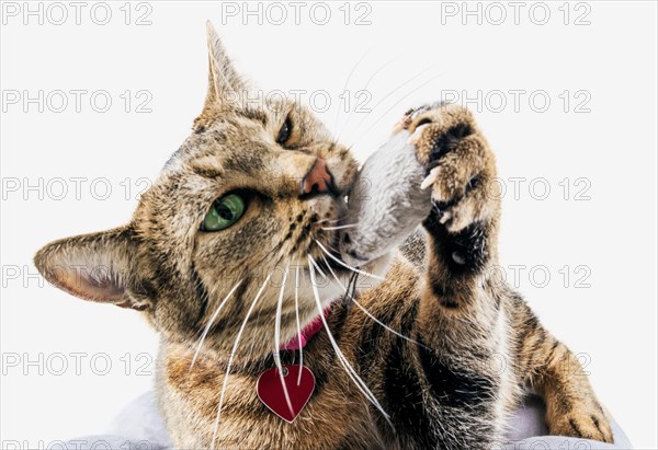 Delightful Bengal cat lies on a soft pillow and plays with a toy mouse.