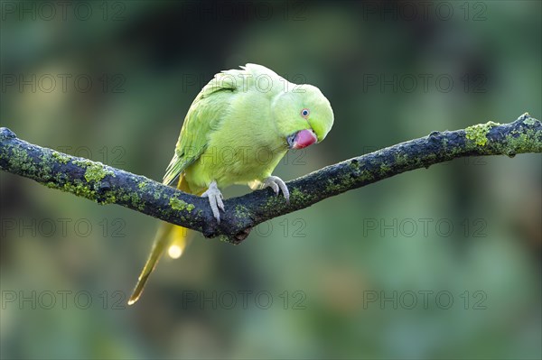 Rose-ringed parakeet