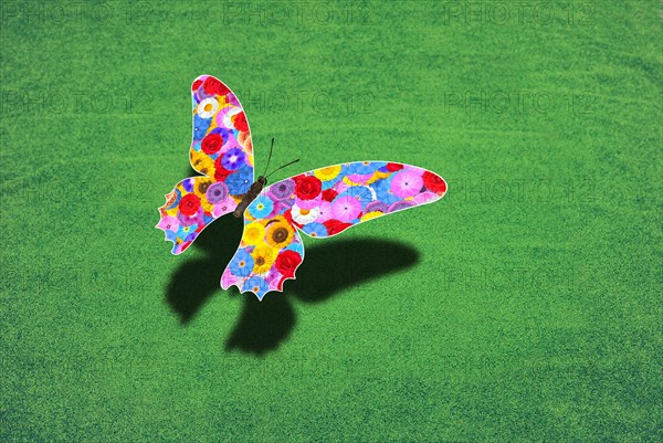 Butterfly flying over a green meadow