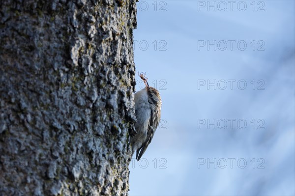 Short-toed treecreeper