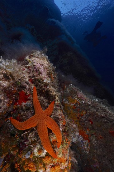 Orange-coloured starfish