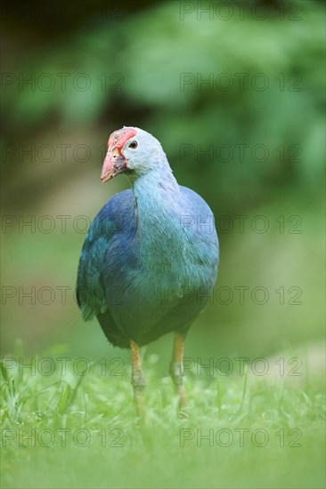 Western swamphen