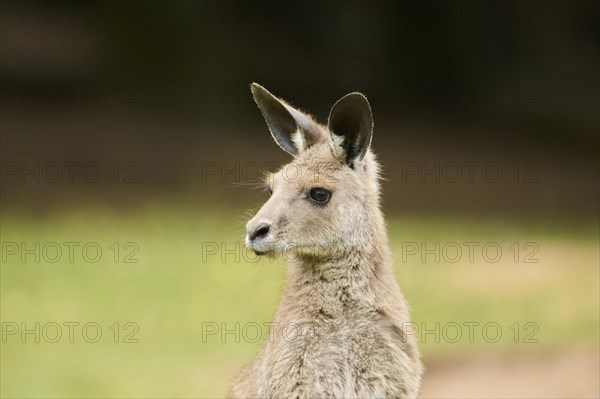 Western grey kangaroo