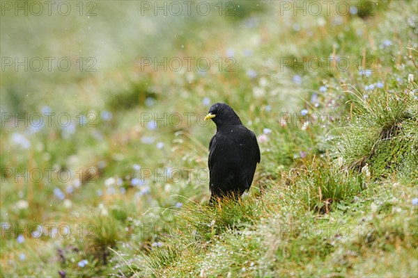 Yellow-billed chough