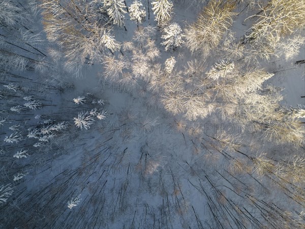 Aerial view of snow-covered forest