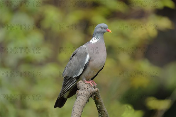 Common wood pigeon