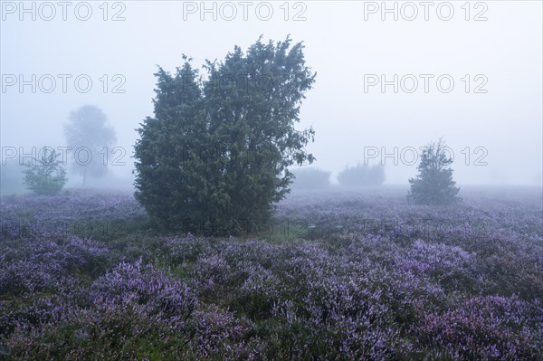 Heath landscape