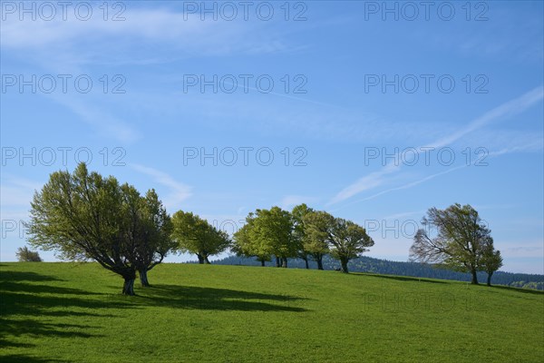 Meadow with copper beeches in spring