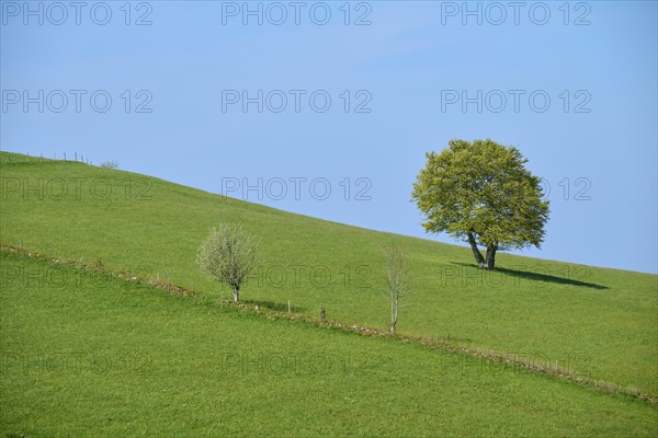 Meadow with beech tree in spring