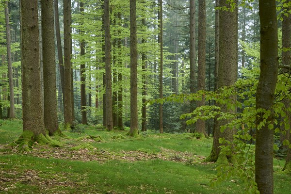 Dense green forest with moss and deciduous trees