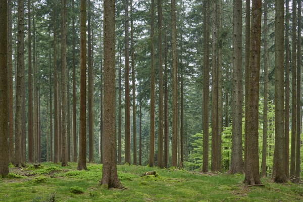 Fir forest with moss-covered ground and natural light