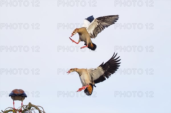 Aerial fight of two egyptian goose