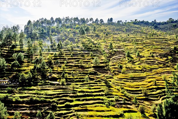 Lush green terraced fields cascade down rolling hills under a bright sunny sky in the village of Chausali in Almora District of Uttarakhand State