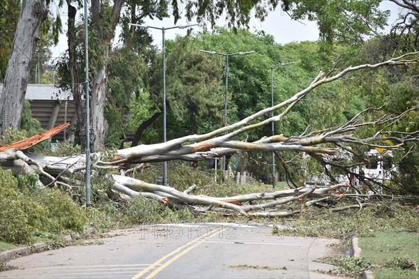 A fallen eucalyptus tree lies across the road in the Bosques de Palermo park after a devastating storm on 18 12 2013 in Buenos Aires